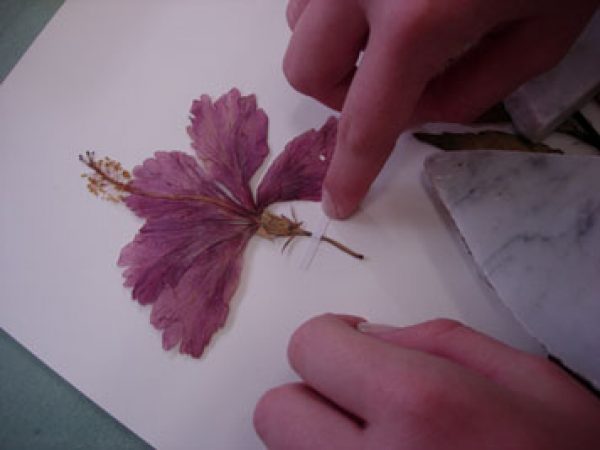 mounting strips on specimen