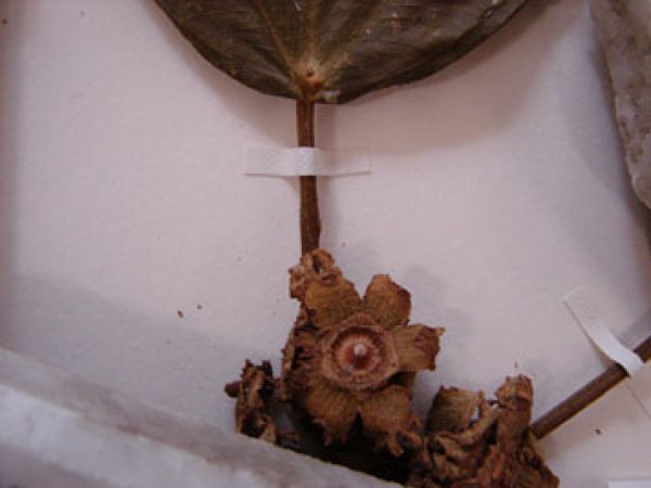 mounting strips on specimen