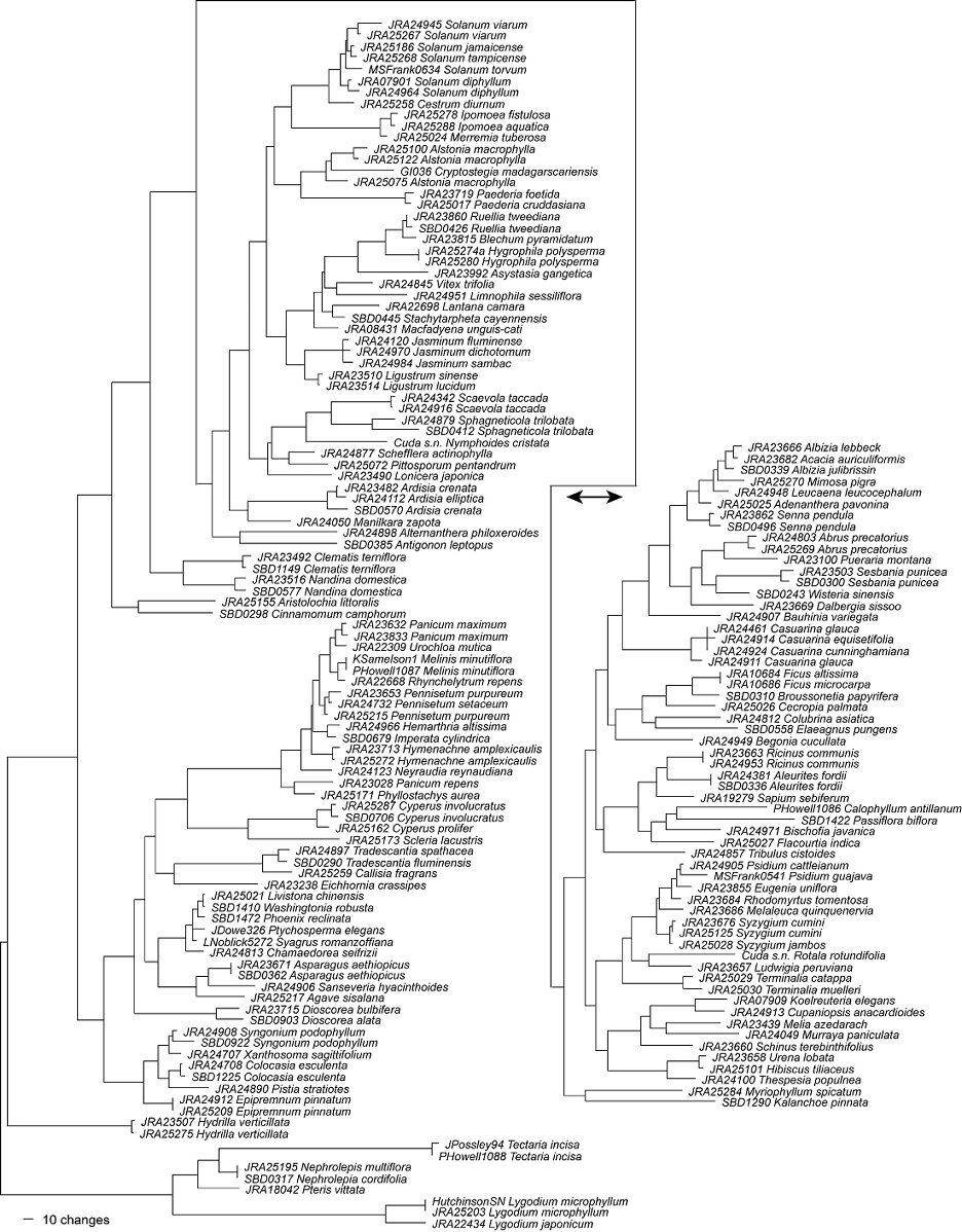 Figure 1. A phylogram generated from rbcL and matK data generated during this study (the trnH-psbA spacer was excluded for this figure). Branch lengths are proportional to sequence variation (i.e., the longer the branches, the more likely the taxon is to be distinguishable).