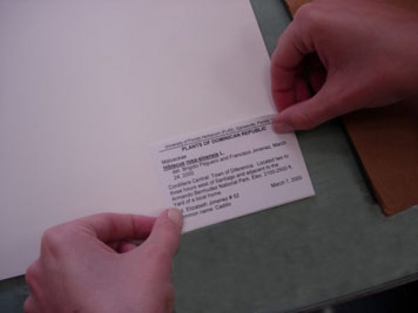placing label on mounting sheet