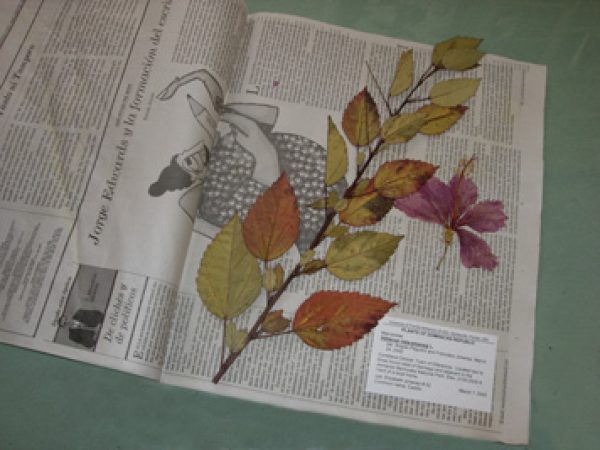 Pressed plant with label