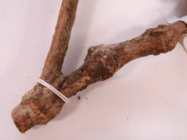 mounting strips on specimen