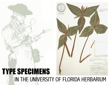 Type Specimens Logo