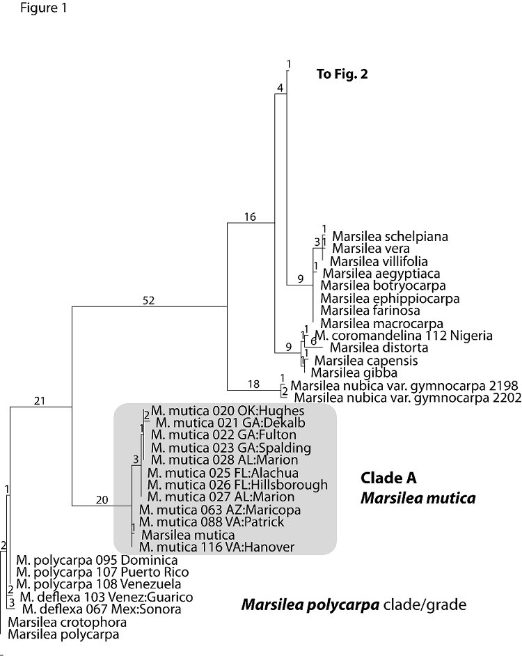 Figure 1. Base of single most parsimonious tree for combined molecular data set.