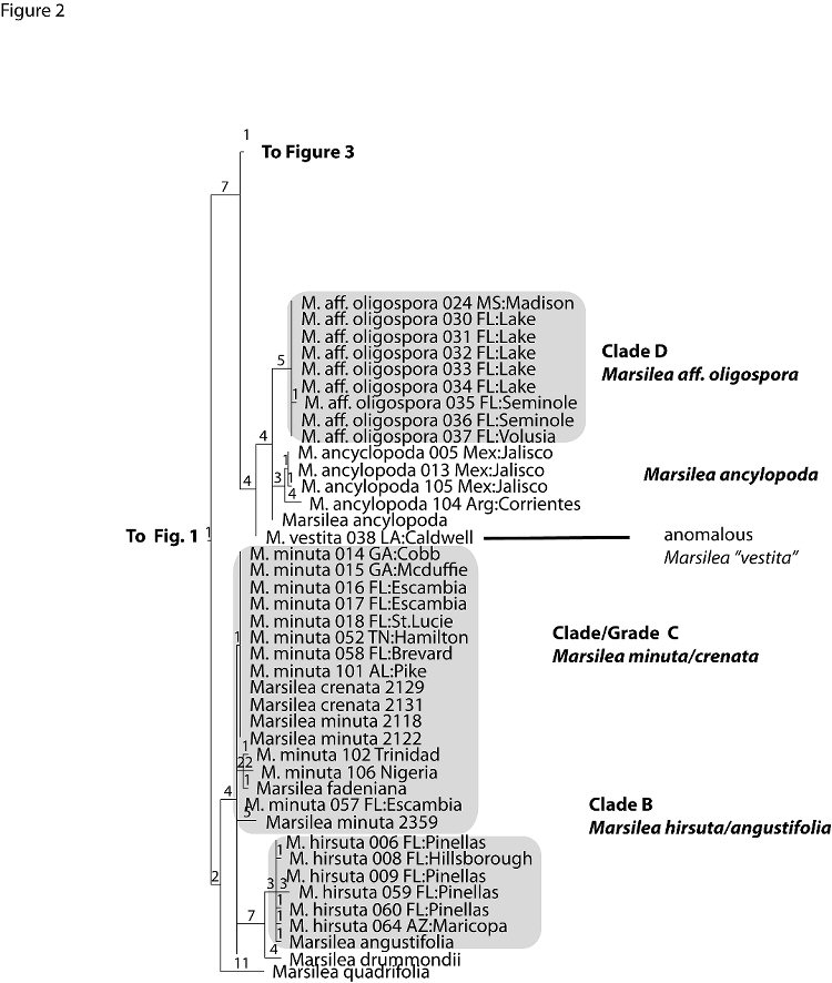 Figure 2. Mid-portion of single most parsimonious tree for combined molecular data set.