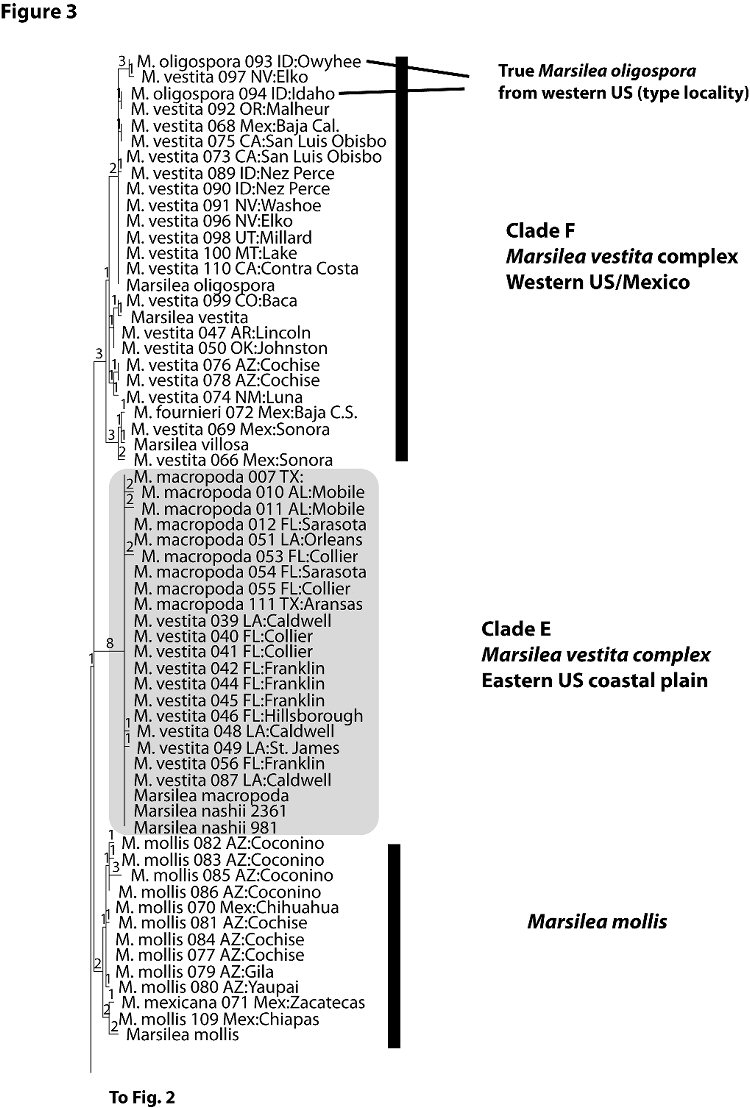 Figure 3. Terminal clades of single most parsimonious tree for combined molecular data set.