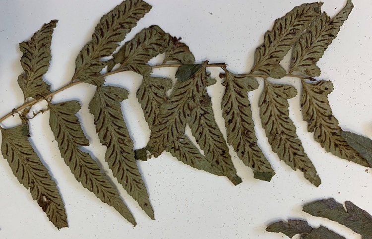 Aspelnium fern 2 spore details