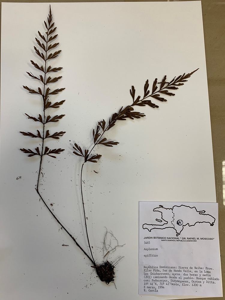 Asplenium fern spread out for mounting.