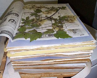 stack of flowers each between wood blocks and newspaper