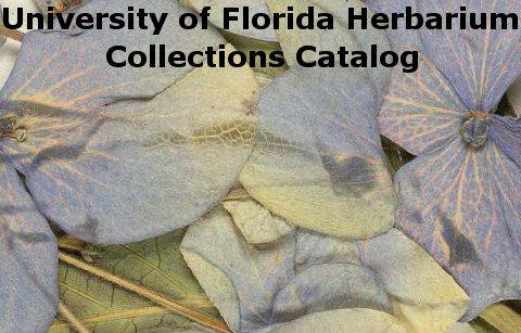 University of Florida Herbarium Collections Catalog