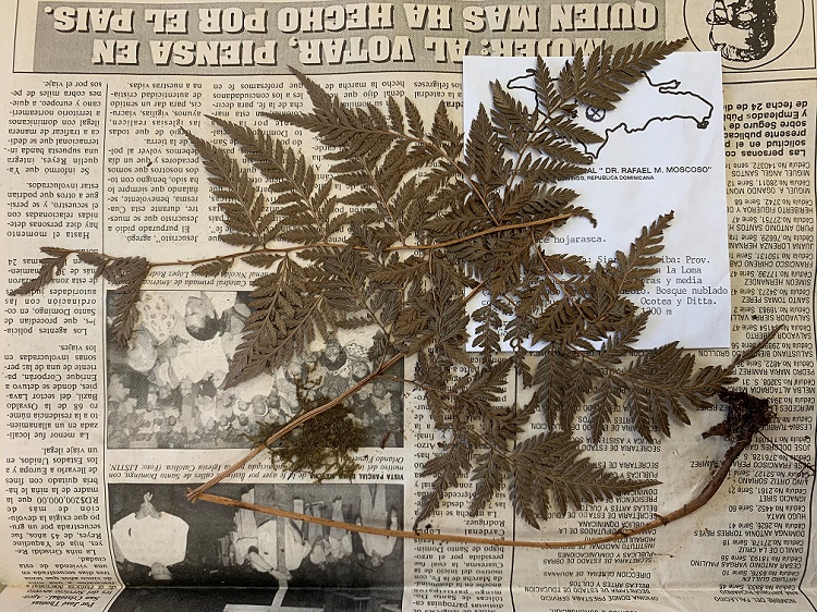 Unmounted fern folded