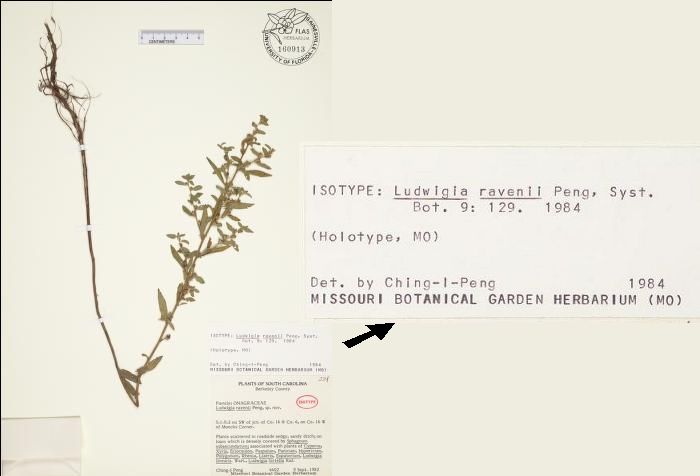 sample of annotation cardss - one annotation card it positioned above the label of the plant