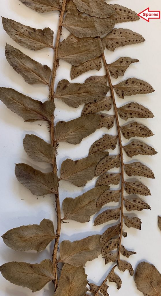 Polystichum ekmanii spore details.