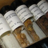 herbarium specimens in glass jars each with a lable