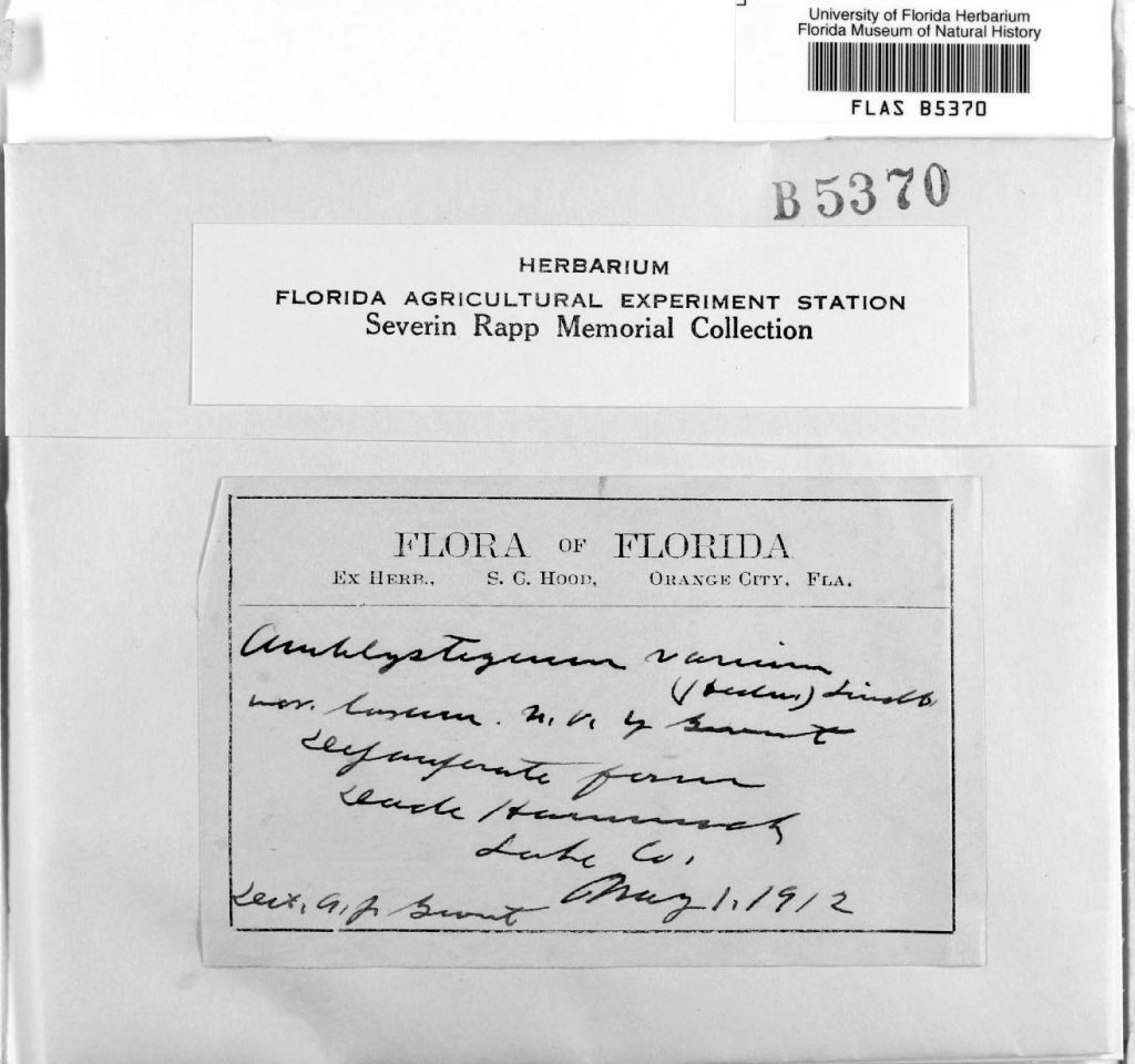 example of specimen card with written in cursive