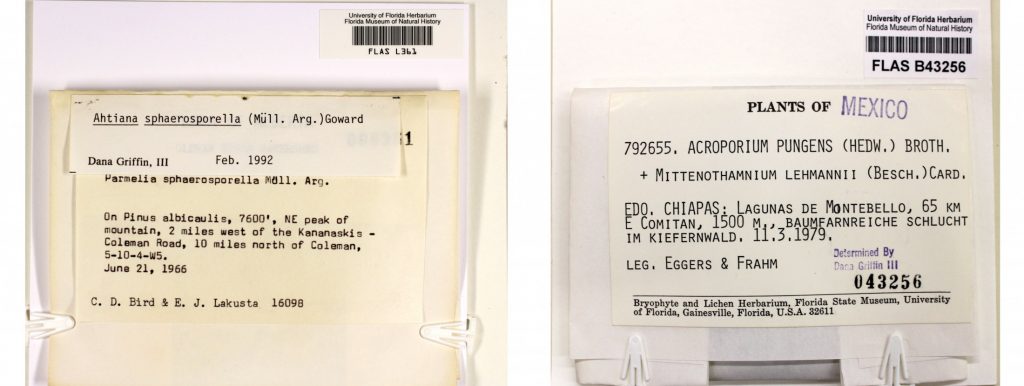 specimen cards