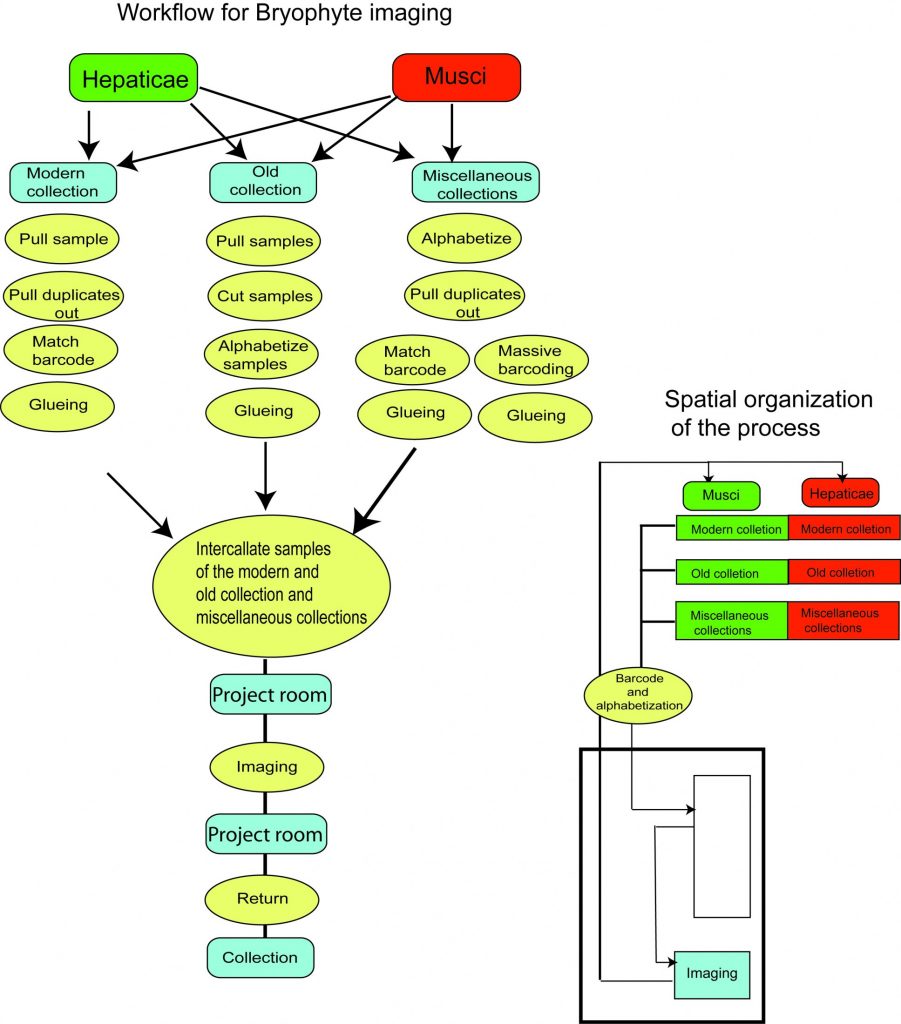 Flowchart bryophytes envelopes