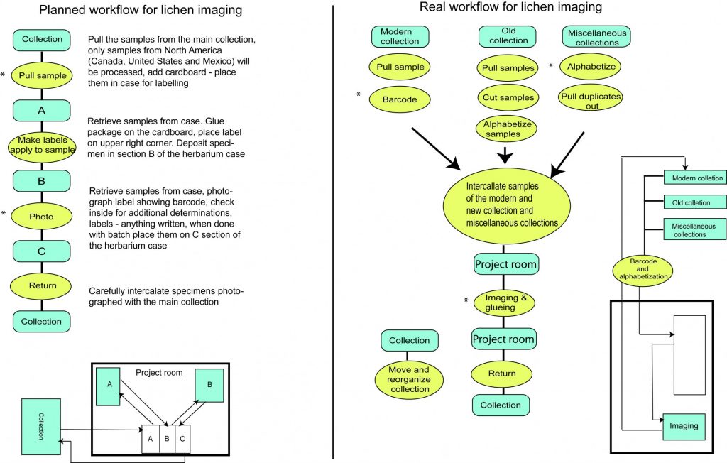 Flowchart lichens