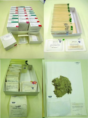 four images of cataloged specimens