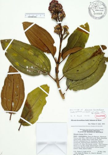 vascular plants Miconia howardiana