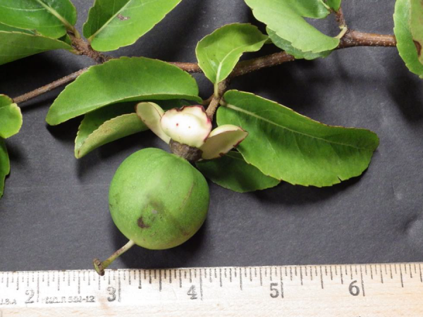 close up of plant next to ruler