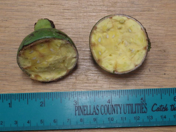 close up of fruit, showing the inside of the fruit, next to ruler