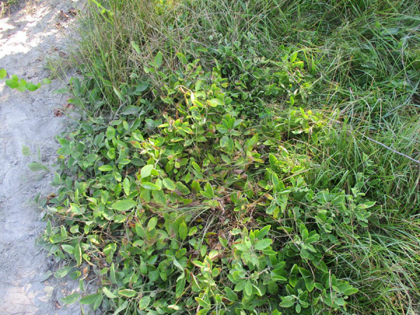 messy mixture of plants