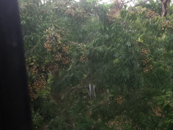 tree viewed from a building