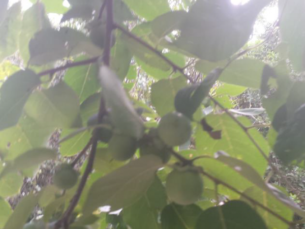 out of focus photo of a plant