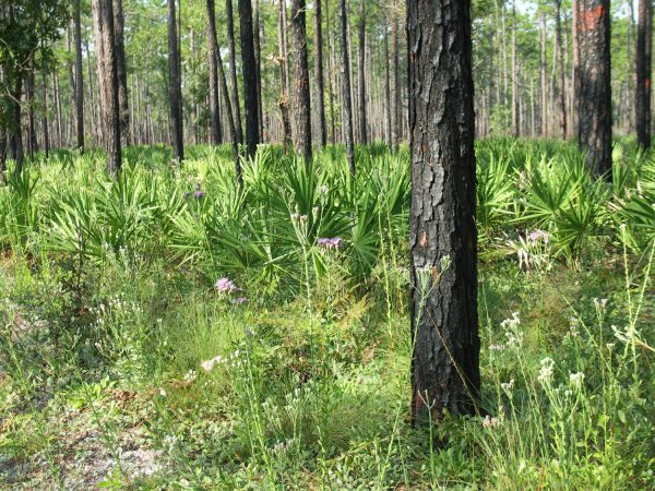 Pine Flatwoods
