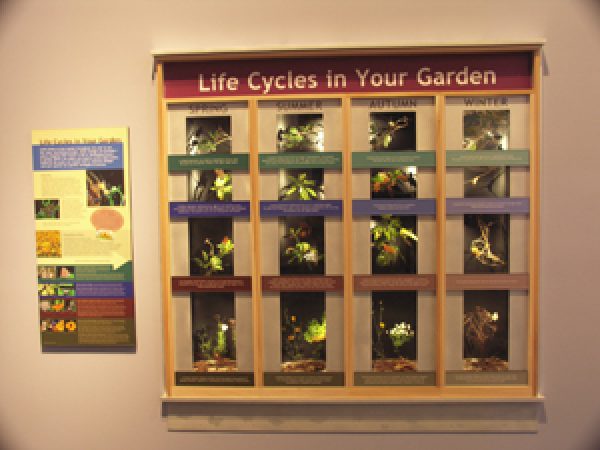 Florida Museum of Natural History display