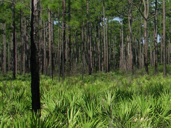 Pine Flatwoods