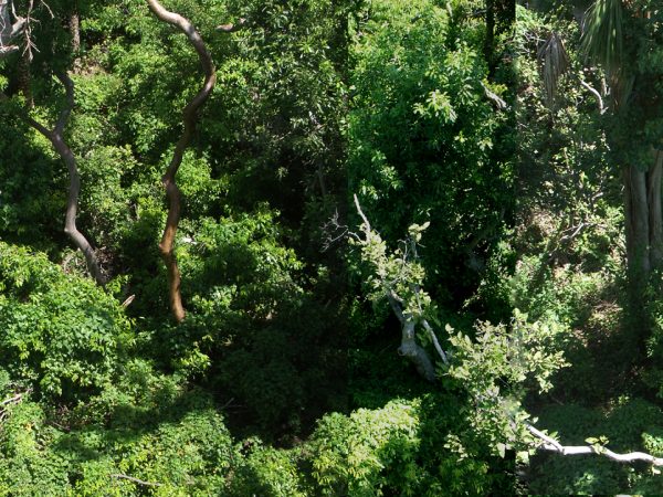 A coastal upland hammock