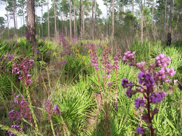 Pine Flatwoods