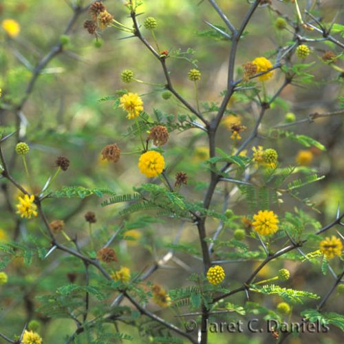 Acacia farnesiana