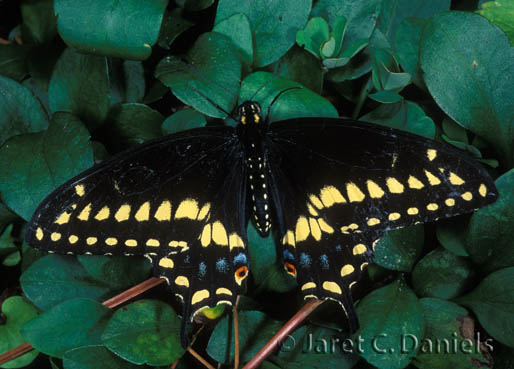 Black Swallowtail male