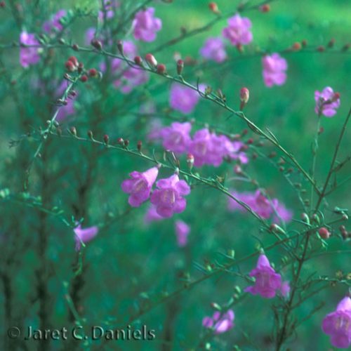 Agalinis fasciculata