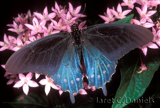 Pipevine Swallowtail