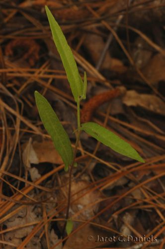 Aristolochia serpentaria