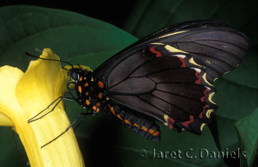 Polydamus Swallowtail