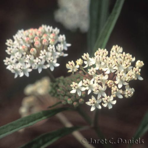 Asclepias perennis