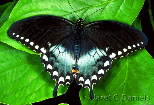 Spicebush Swallowtail