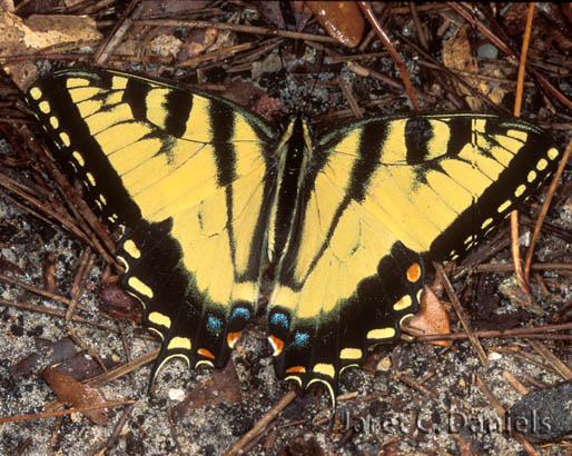 Eastern Tiger Swallowtail male 