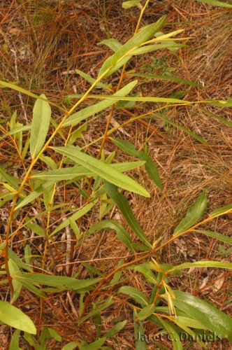 Asimina angustifolia