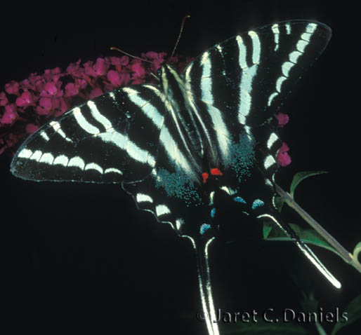 Zebra Swallowtail – Florida's & Butterflies