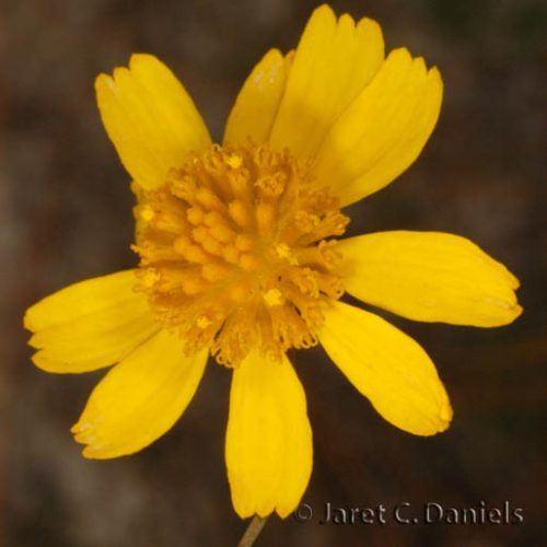 Balduina angustifolia