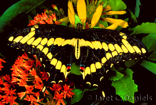 Giant Swallowtail