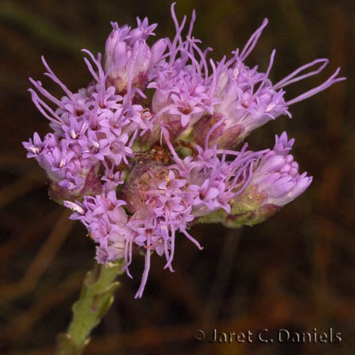 Paintbrush Florida's Wildflowers & Butterflies
