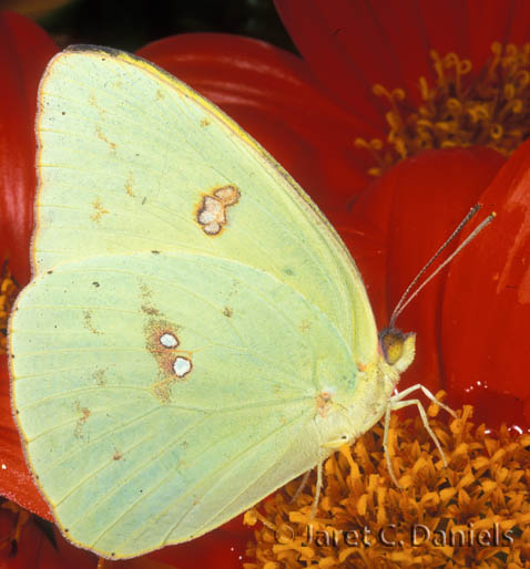 Cloudless Sulphur