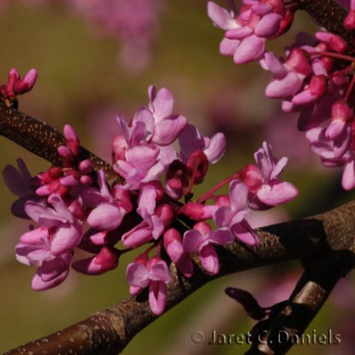 Cercis canadensis